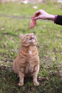 Cats